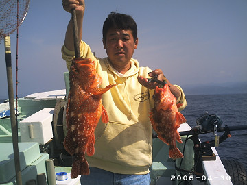 2006年4月30日 オニカサゴ