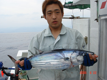 2006年6月22日 カツオ
