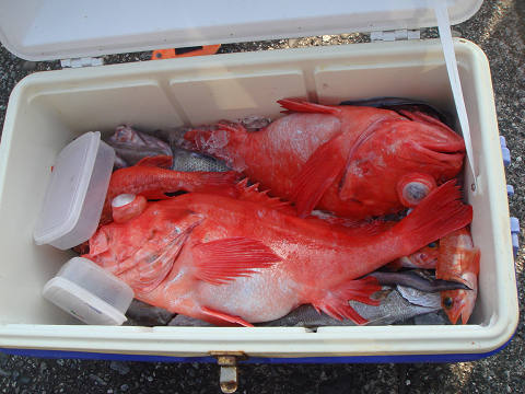 アコウ深海釣り