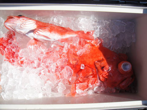 アコウ深海釣り