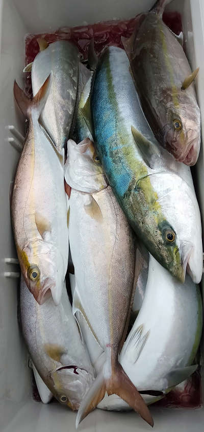 12月釣果です