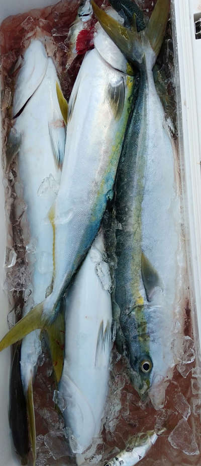 12月釣果です
