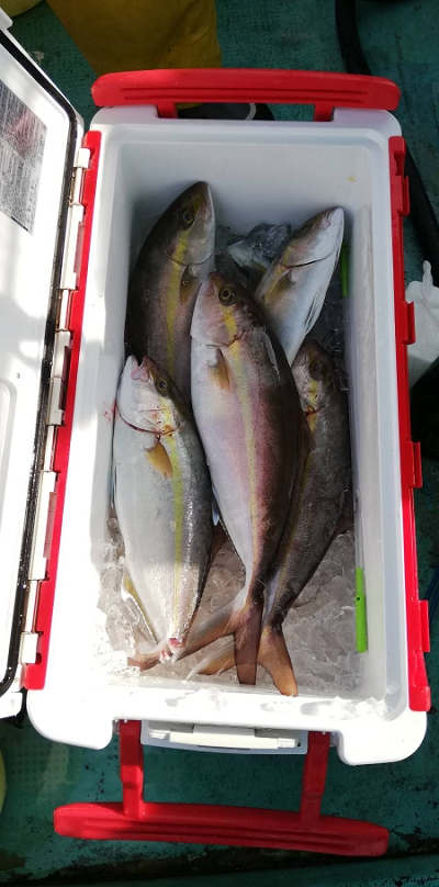 12月釣果です