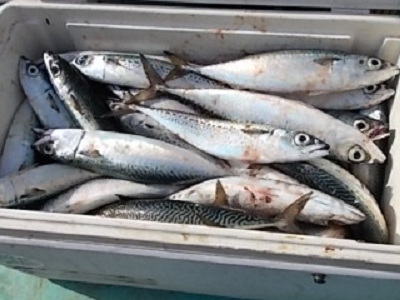 2月釣果です