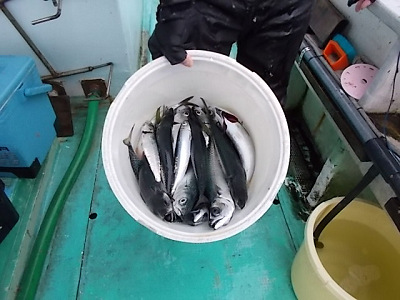 2月釣果です