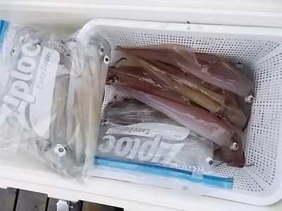 2月釣果です