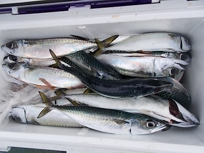 3月釣果です