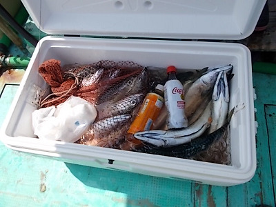 4月釣果です