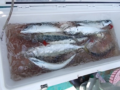 4月釣果です