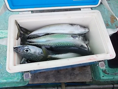 4月釣果です