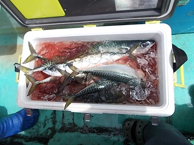 4月釣果です