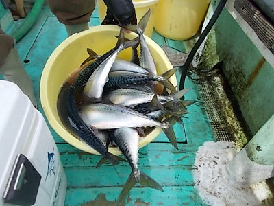 4月釣果です