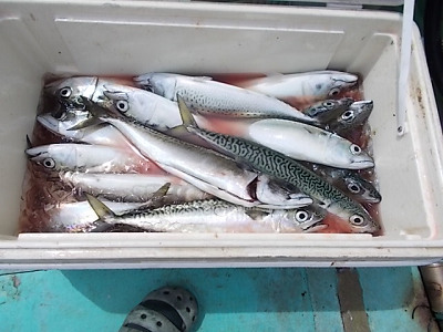 4月釣果です