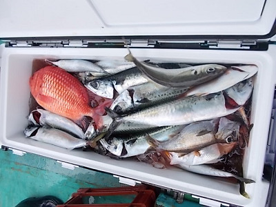 5月釣果です