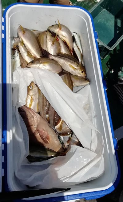 5月釣果です
