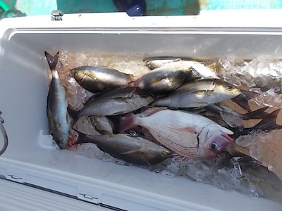 6月釣果です