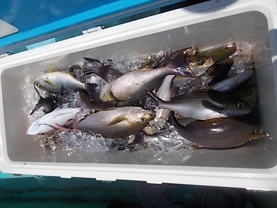 6月釣果です