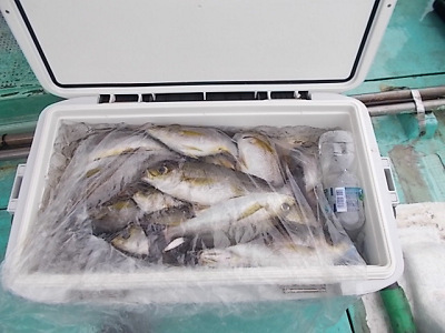 6月釣果です
