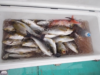 6月釣果です