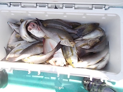 6月釣果です