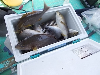 6月釣果です