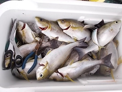 6月釣果です