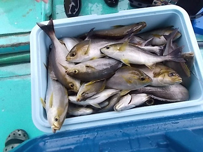 6月釣果です