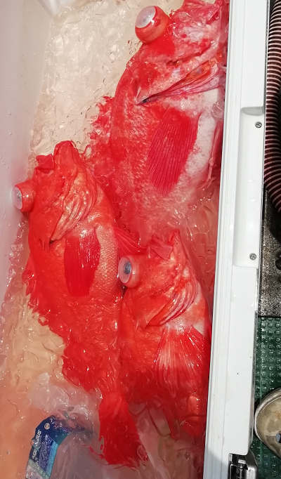6月釣果です