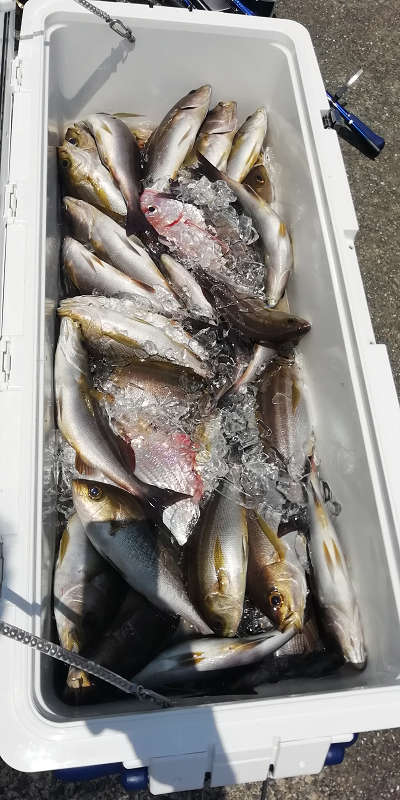 6月釣果です