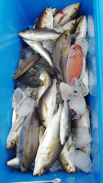 6月釣果です