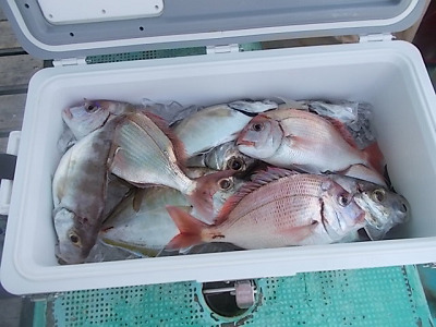 6月釣果です