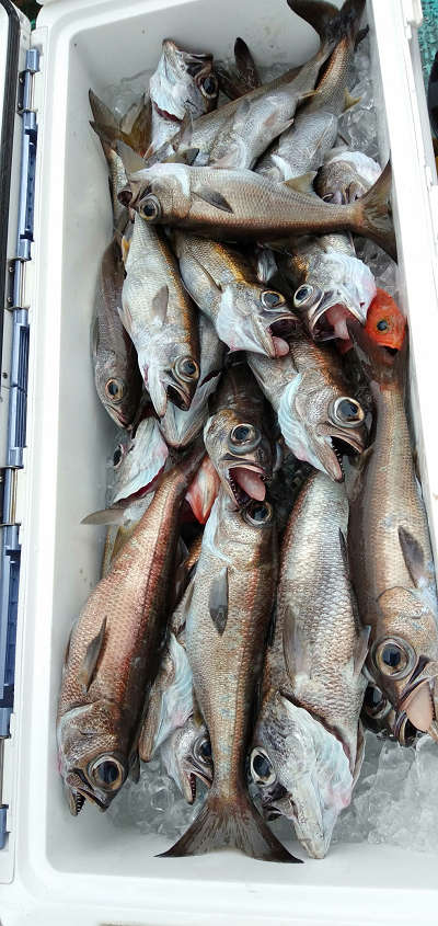 7月釣果です
