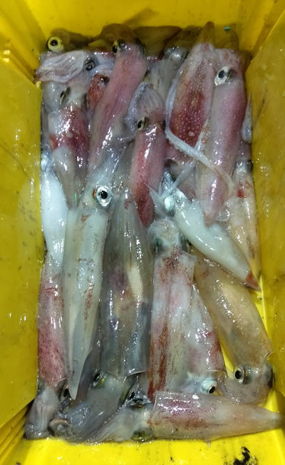 7月釣果です