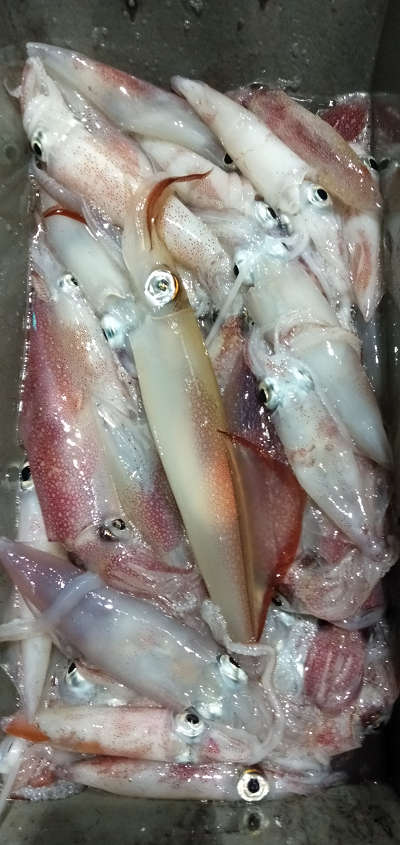 7月釣果です