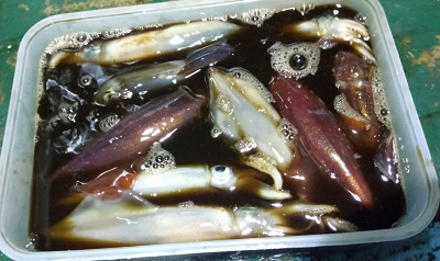 8月釣果です