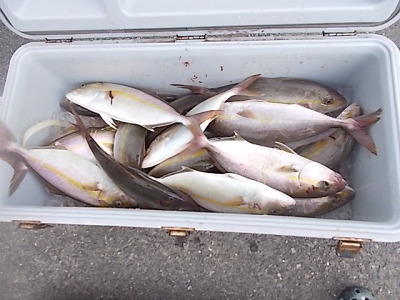 9月釣果です