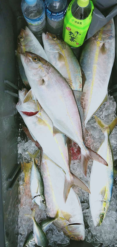 9月釣果です