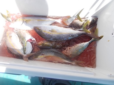 9月釣果です