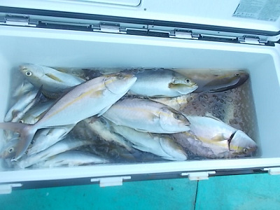 9月釣果です