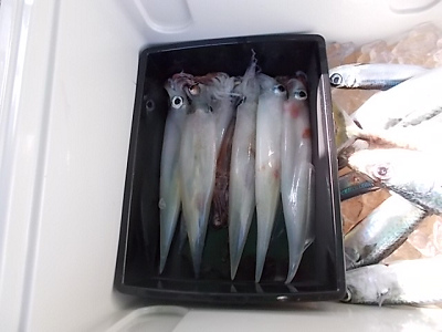 1月釣果です