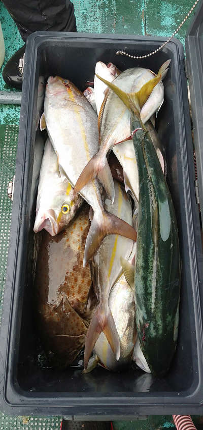 10月釣果です