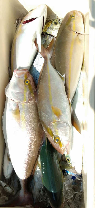 10月釣果です
