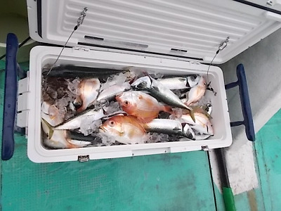 1月釣果です