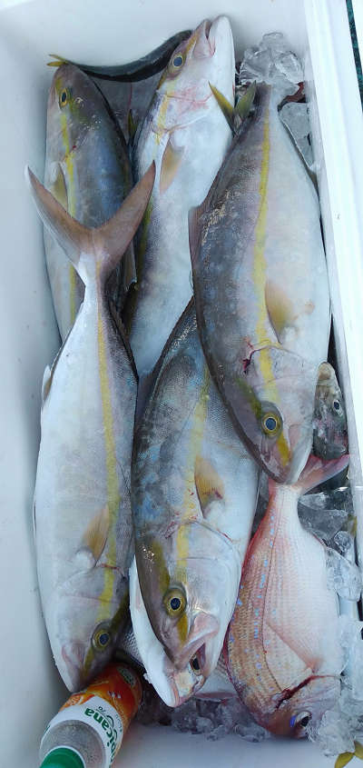11月釣果です