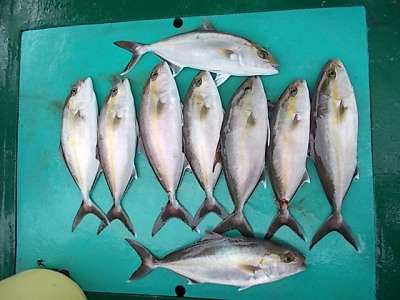 3月釣果です