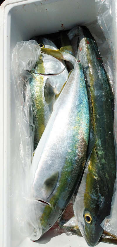 3月釣果です