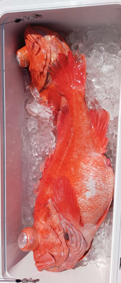 4月釣果です