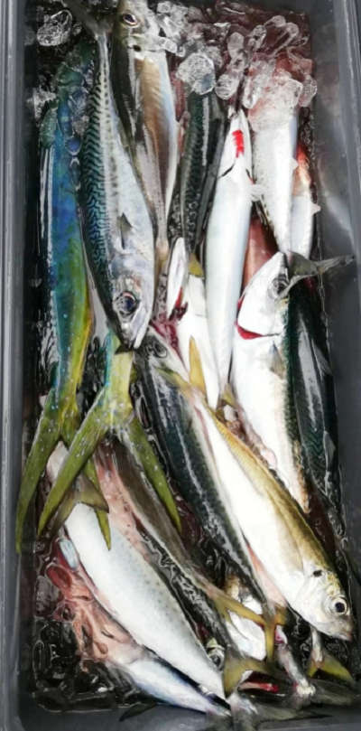 1月釣果です