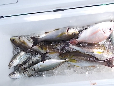 5月釣果です