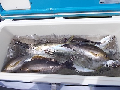 5月釣果です